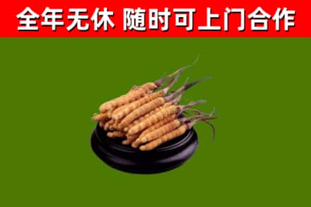 淮安烟酒回收冬虫夏草.jpg