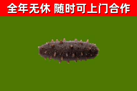 淮安烟酒回收干海参.jpg